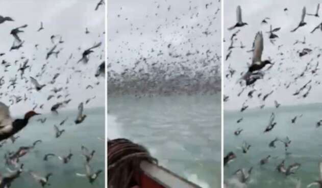 Patos volando