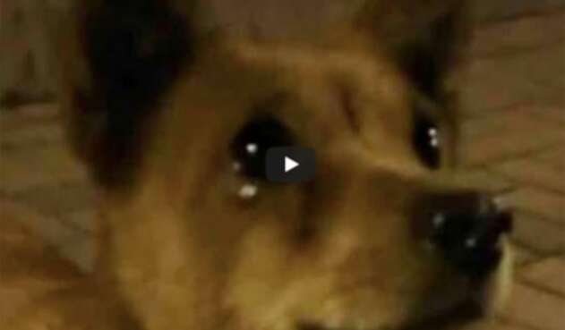 Perro llora al recibir alimento