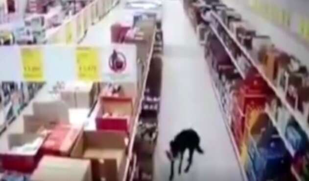 Perro se robó comida de un supermercado y se desinfectó las patas al irse