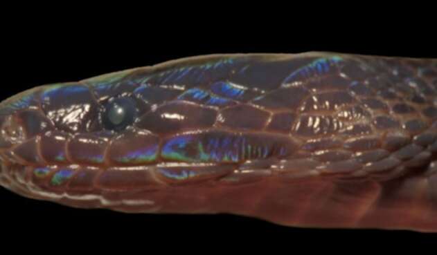 La serpiente de piel brillante