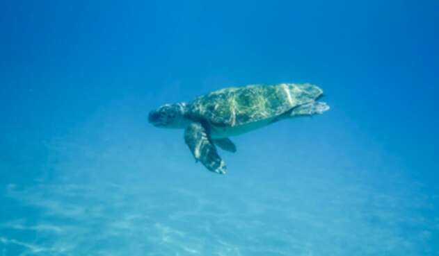 Tortuga / vida en el mar