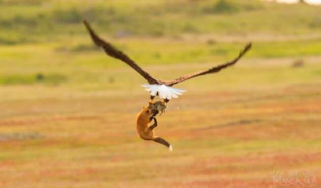 Zorro y Águila