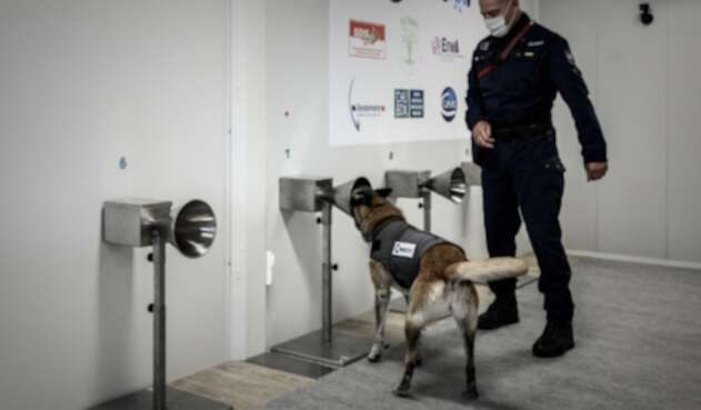 Perros olfatean Covid