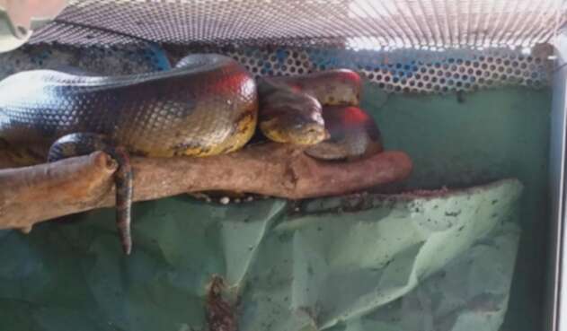 Rescate anaconda