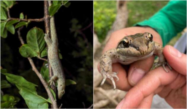Especies endémicas halladas en la isla de Providencia.