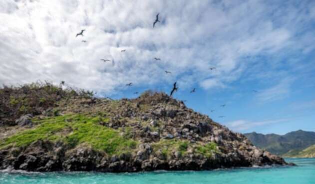 Aves en Providencia.