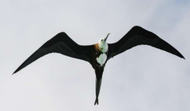 Las fragatas son aves marinas con largas alas de color negro y un tamaño que puede alcanzar los 114 centímetros.