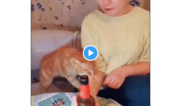 Gata impide beber cerveza a su dueña