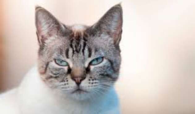 Gato