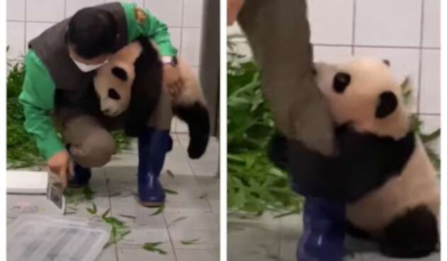 Bebé panda en zoológico de Corea del Sur