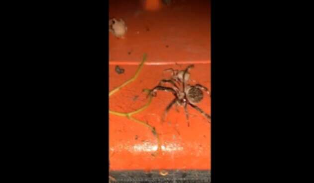 Pelea de arañas en Australia