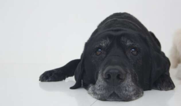 Perro referencial