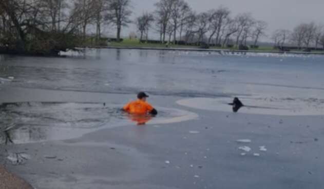 Rescate de perro