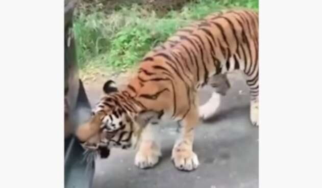 Tigre agarra bumper de vehículo
