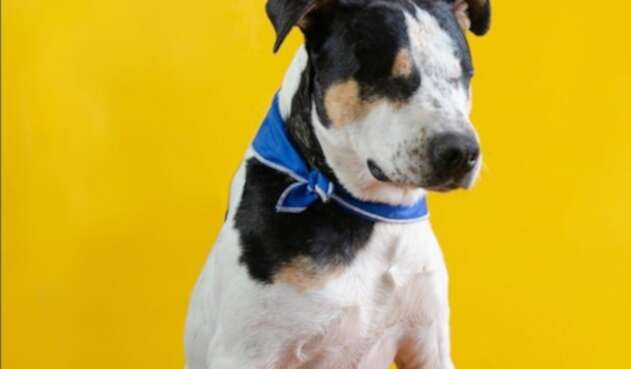 Thor, el perro que quedó ciego tras ser atacado por un hombre
