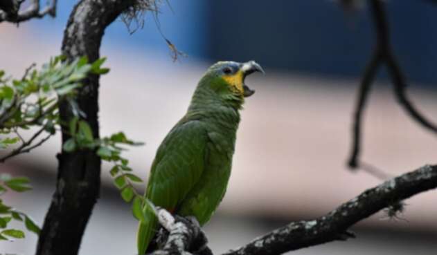 Loro verde amazónico