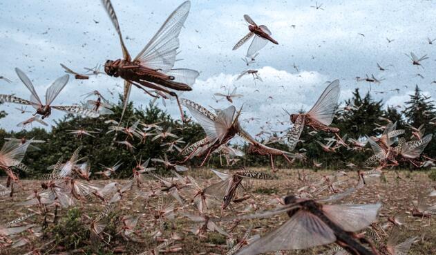 Plaga de langostas
