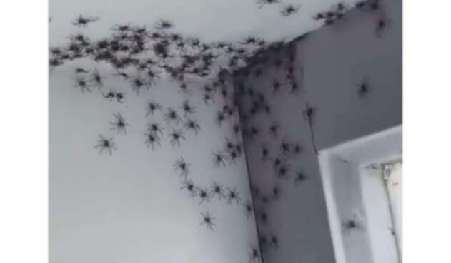 Así fue la invasión de arañas a la habitación de una niña.