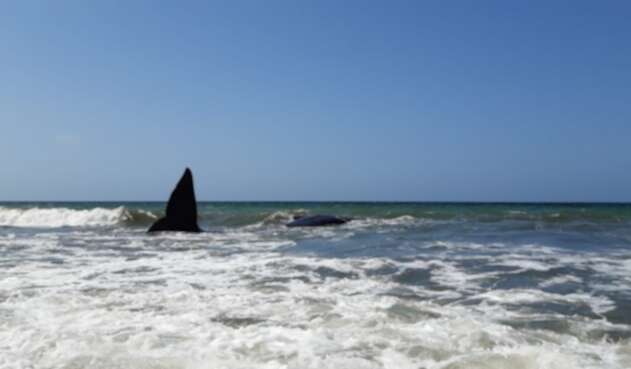 La ballena fue avistada ayer en la mañana.