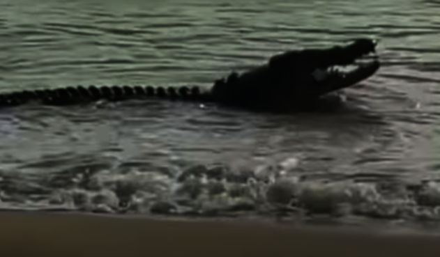 Cocodrilo se come un tiburón