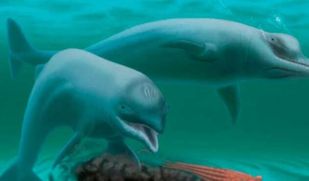 Delfines en el oceano