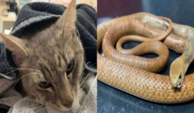 Gato murió tras salvar dos niños de venenosa serpiente