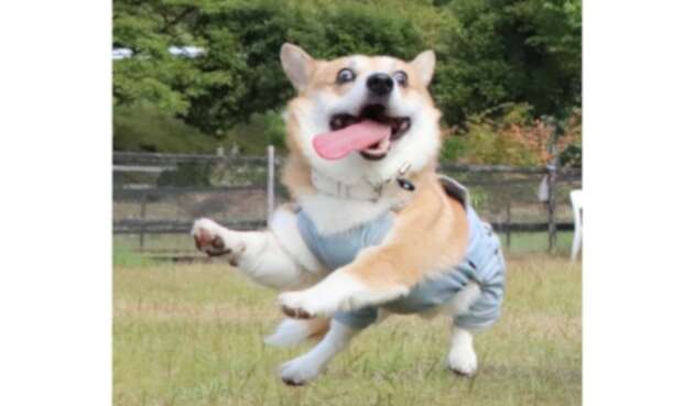Gen, el perro de los memes