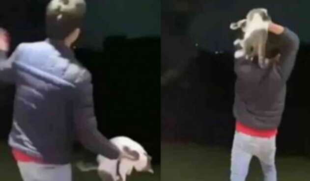 Indignación en redes por joven que maltrata a un gato en Antioquia Indignación en redes por joven que maltrata a un gato en Antioquia
