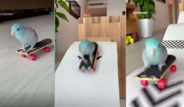 Loro skater