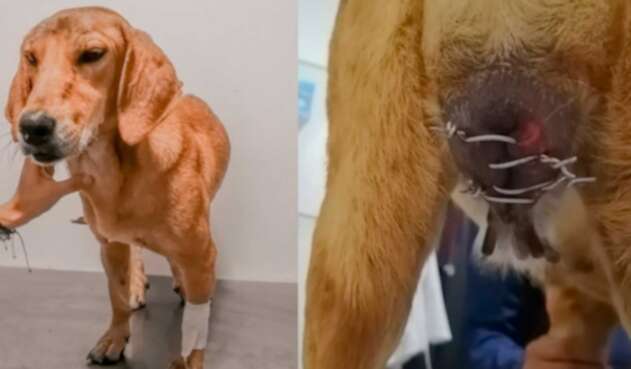 Maya, la perrita a la que le cosieron sus genitales con un alambre