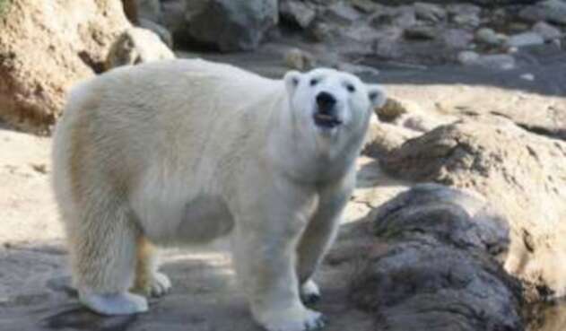 Oso polar