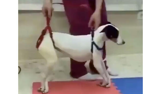 Perrita rehabilitada