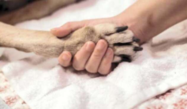 Pata de perro - Huella de perro Pata de perro - Huella de perro