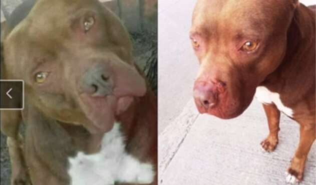 Perro al que policía le disparó