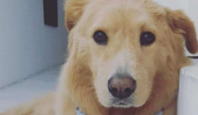 Perro Toby Perro Toby