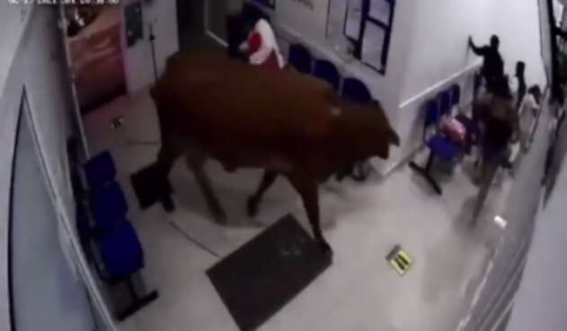 Vaca en hospital
