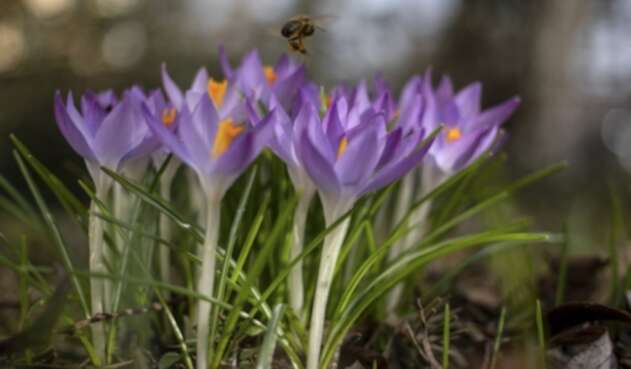 Polen de las flores