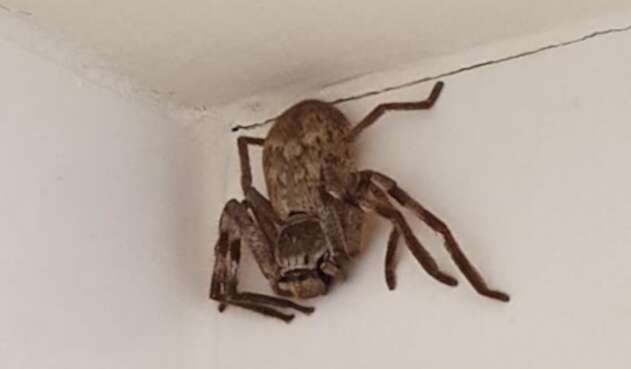 Araña gigante en Australia