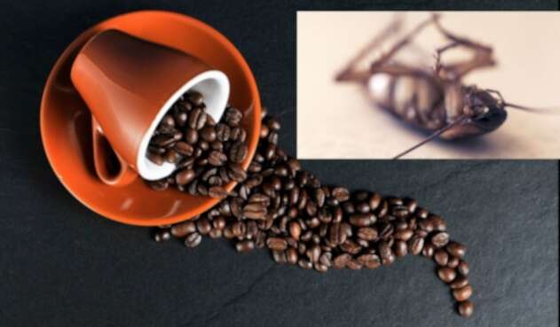 Café y cucarachas, la advertencia de un médico