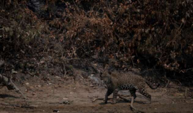 Jaguar en Colombia