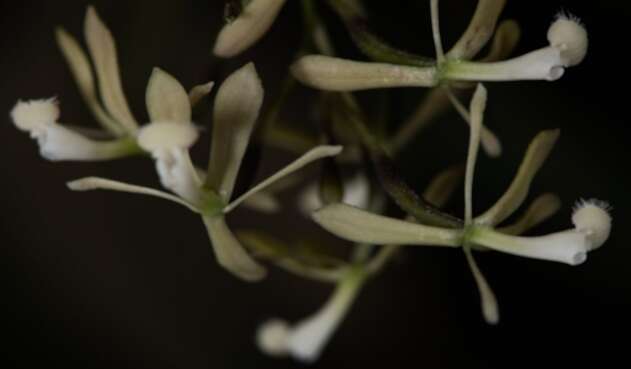 orquídeas orquídeas