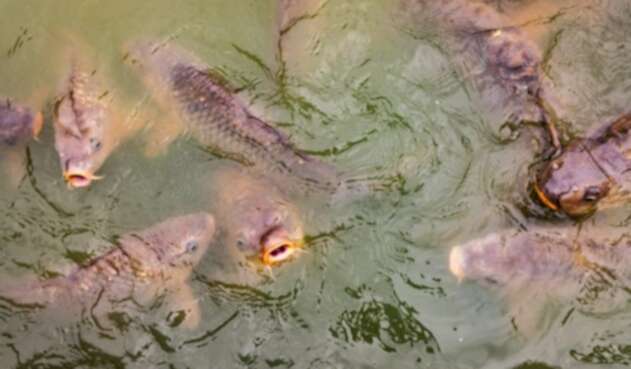 Peces Peces