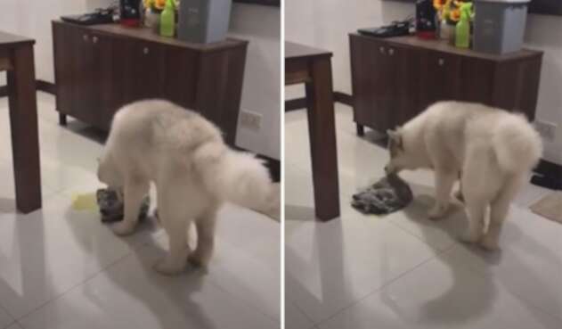 Perro limpiando chichi