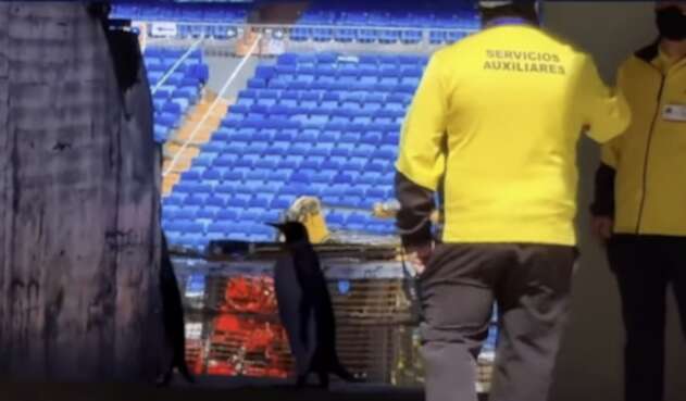 Pingüinos en el Bernabeu
