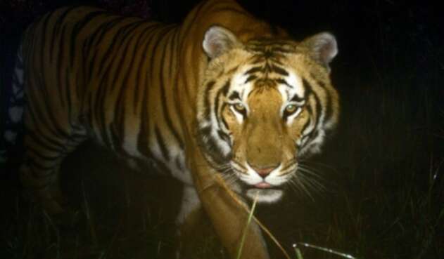 El tigre había sido enjaulado por atacar a humanos pero logró escapar. El tigre había sido enjaulado por atacar a humanos pero logró escapar.