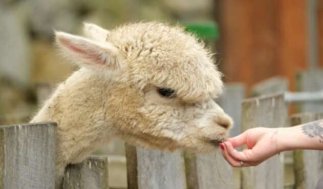 Alpaca