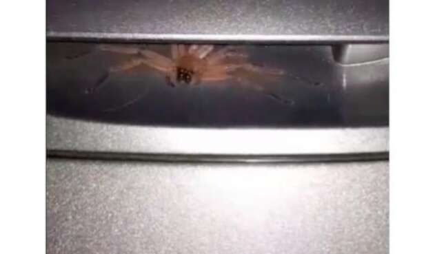 Araña ‘peluda’ que halló un hombre en manija de su carro