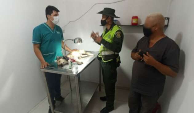 Maltrato Animal Neiva