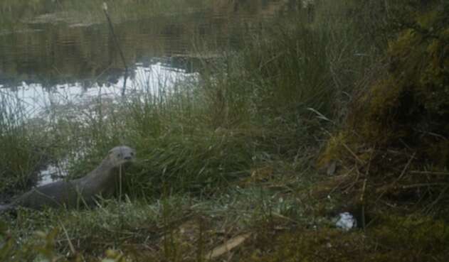 Nutria en Colombia Nutria en Colombia