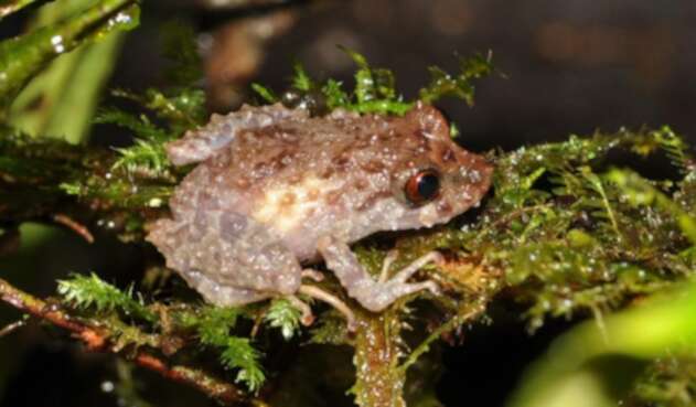 Rana, Pristimantis alius. Foto cortesía: Fundación Calima.